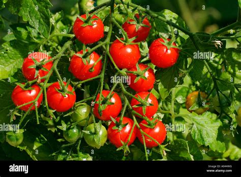 Tomaten Tomaten Dolce Vita Lycopersicon Esculentum Var Esculentum