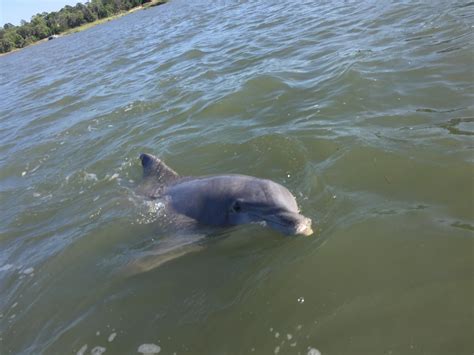 Private Disappearing Island And Dolphin Tour In Hilton Head Gallery