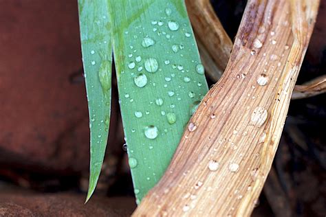 Free Images Tree Branch Wood Leaf Flower Green Color Flora