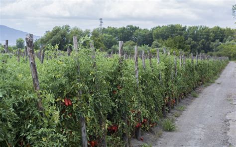 Certified San Marzano Tomatoes