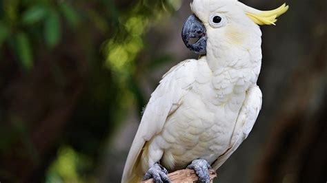 Todo lo que necesitas saber sobre los loros cacatúa Características