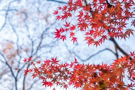 南京中山植物园红枫岗赏枫攻略（门票时间地址交通） 南京本地宝