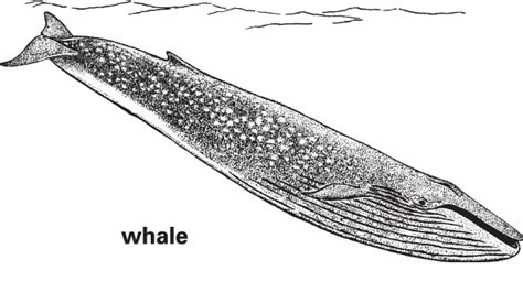 Whale Definition & Meaning | Britannica Dictionary