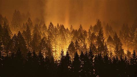 Trockenheit Und Hitze Schwere Waldbr Nde W Ten In Neun