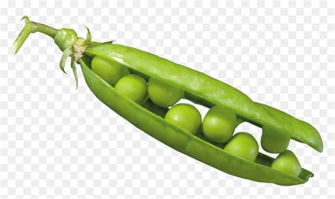 Peas In A Pod Png Image Seed Dispersal By Explosion Peas Transparent