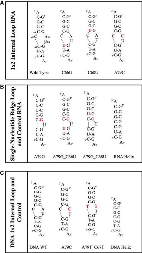 Rna And Dna Constructs Used In This Study A The Rna Constructs That