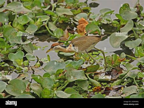 Bronze Winged Jacana Metopidius Indicus Juvenile Foraging Among On