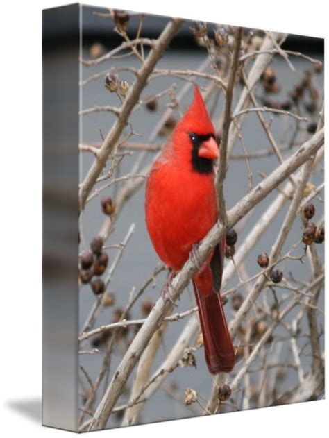 Cardinal (bird) Close up by John Walker