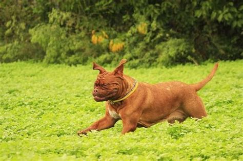 Señales de estrés en perros Razas y Perros