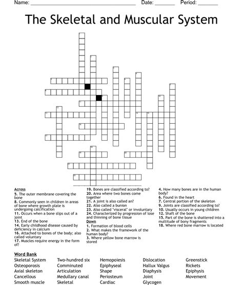 The Skeletal And Muscular System Crossword WordMint