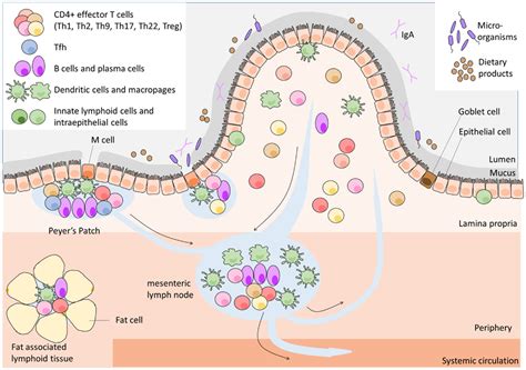 Frontiers Cellular Plasticity Of Cd4 T Cells In The Intestine