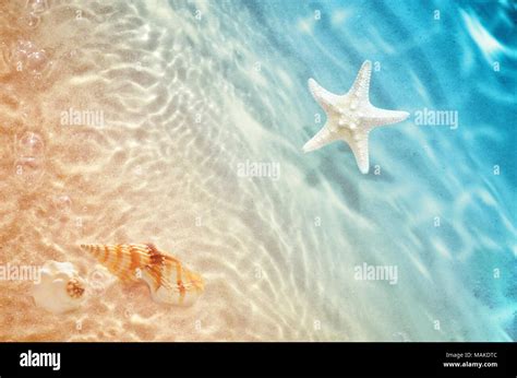 Starfish And Seashell On The Summer Beach In Sea Water Summer