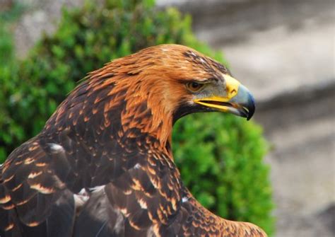 Free Images : wildlife, zoo, beak, predator, hawk, feather, avian ...