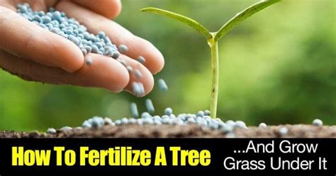 How To Fertilize A Tree And Grow Grass Under It