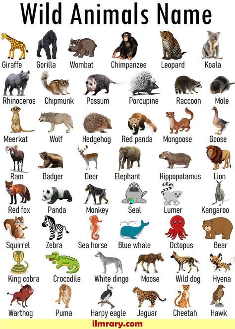 List Of 100 Wild Animals Name Animals Vocabulary Wild Animals Name