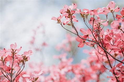 Petals of a Dogwood Flower: The Meaning Behind the Symbol - Airplane Tips