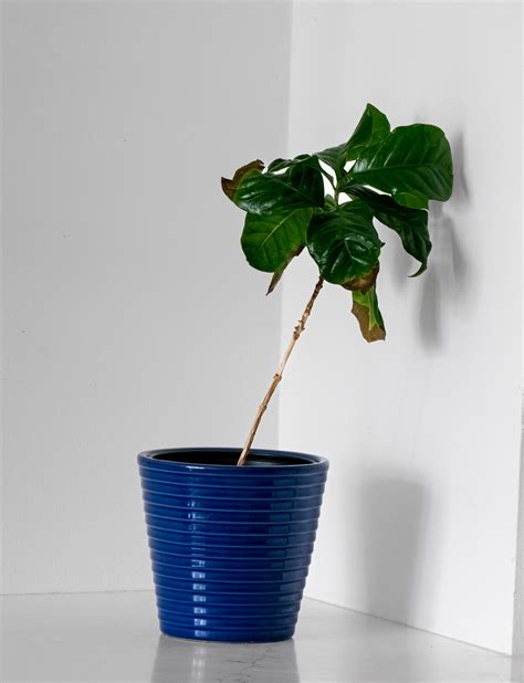 Coffee Plant Care (2025): Easy Indoor Guide For Beginners