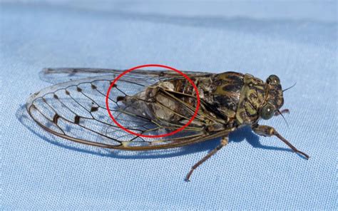 What Eats Cicadas? Natural Predators of Cicadas - Insectic