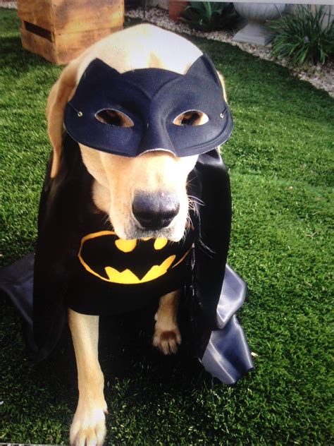 Batman Pet Halloween Costumes Dog Halloween Costumes Batman Dog