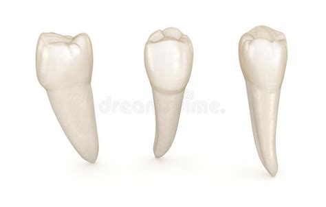 Tandheelkundige Anatomie Mandibulaire Premolaire Tand Medisch