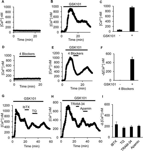 Measurement Of Intracellular Ca Ca I Levels Showing Strong