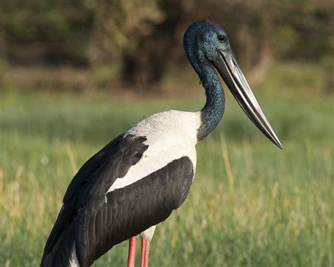 Riesenstorchblack Necked Stork Ephippiorhynchus Asiaticus