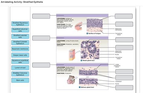 Solved Art Labeling Activity Stratified Epithelia Chegg