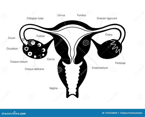 Reproductive System Concept Stock Vector Illustration Of Gynecologist Ovary 193333868