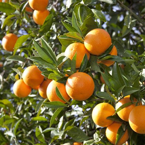 Quel Arbre Offrir Pour 50 Ans De Mariage Guide