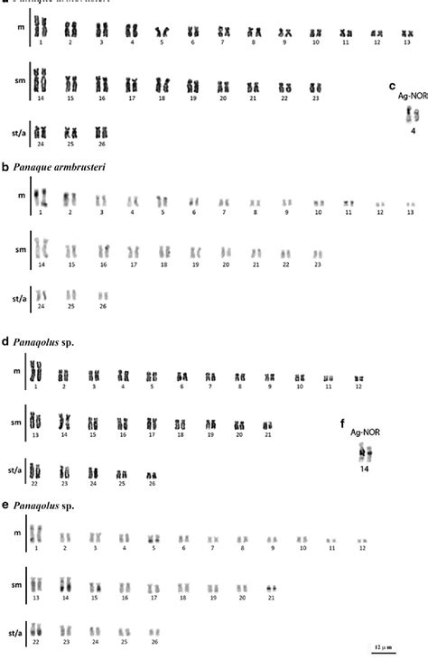 Figure 1 From Karyotypic Evolution And Chromosomal Organization Of