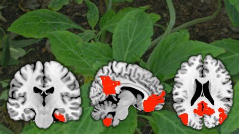 Research Story Tip A First Look At How The Drug Salvinorin A Works In