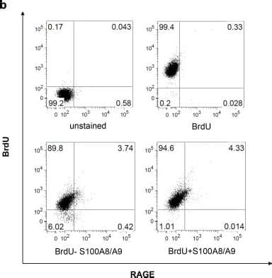 Ager Antibody Unconjugated Af Novus Biologicals