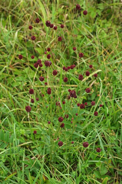 Sanguisorba officinalis