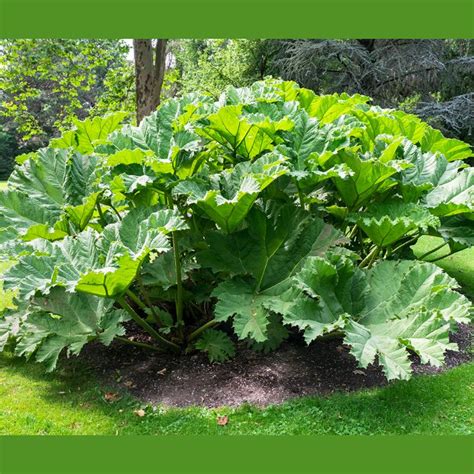 GUNNERA MANICATA (BRAZILIAN GIANT- RHUBARB OR GIANT RHUBARB) | Χορομίδης