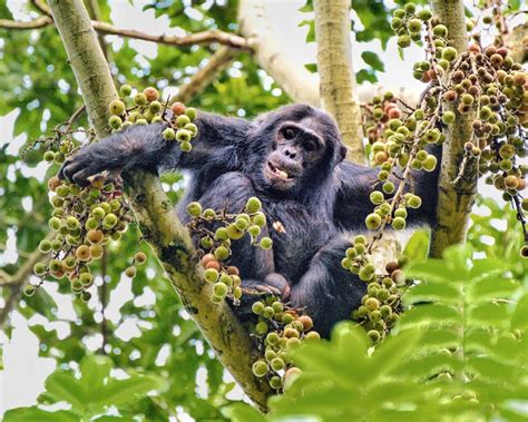 Chimpanzee Habituation Experience In Nyungwe Forest National Park