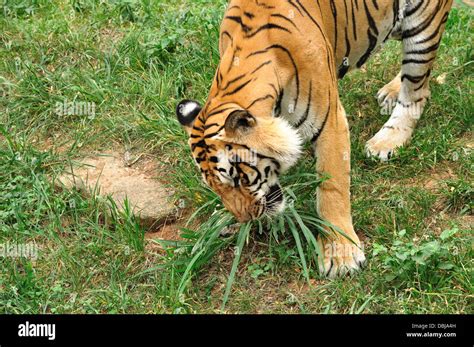 Tiger camouflage grass hi-res stock photography and images - Alamy