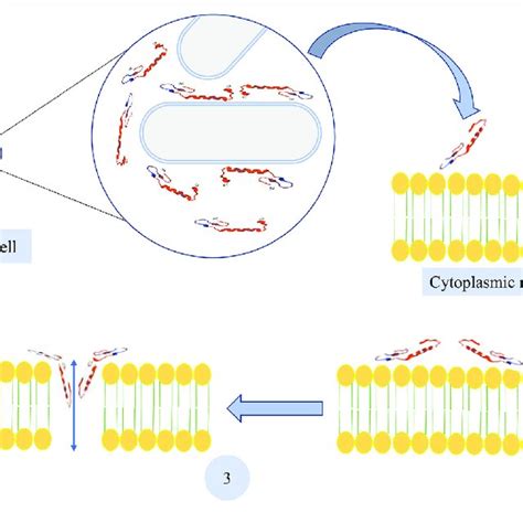 Pore Formation Of Pediocin In Bacterial Cell Membrane 1 Adsorption