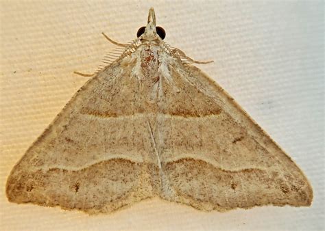 Macaria Lorquinaria Lorquins Angle Moth 10000 Things Of The