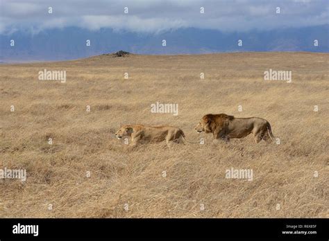 African Safari Wildlife In The Ngorongoro Crater Of Tanzania Stock