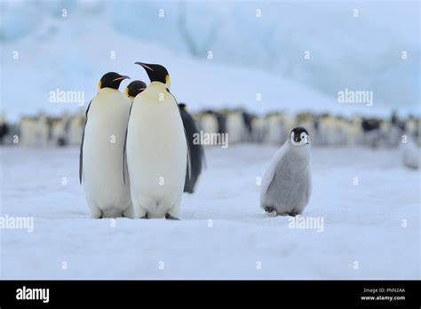 Emperor Penguins Aptenodytes Forsteri Adults With Chick Snow Hill Island Antartic Peninsula