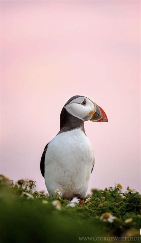 Where to see puffins in maine 5 best puffin tours in maine – Artofit