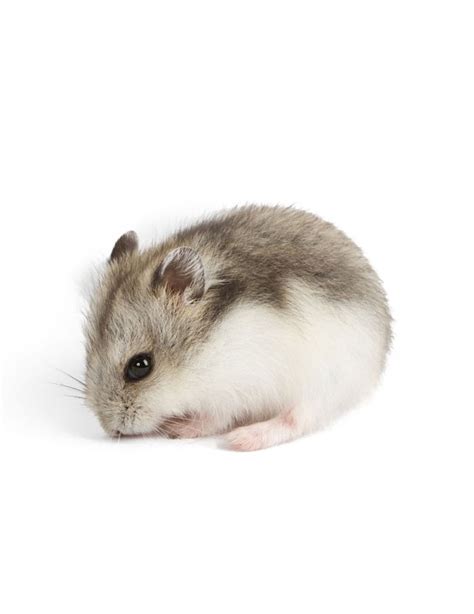 Dwarf Hamster – PetPlus