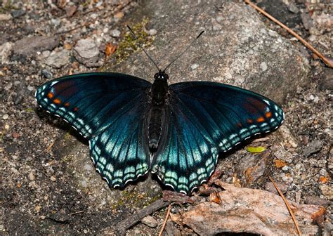 Red Spotted Purple Butterfly Photograph By Lara Ellis Fine Art America