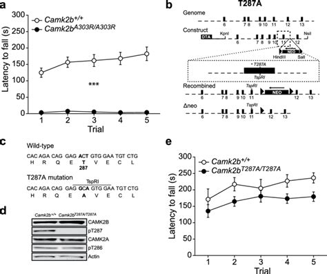 A Crucial Role For Calcium Calmodulin Dependent Activity But Not