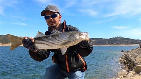 Castaic Lake California Striped Bass En El Video Esplico Y Muestro Carnada Youtube