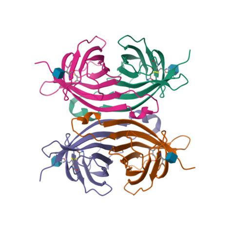 Rcsb Pdb Ave Crystal Structure Of Hen Egg White Apo Avidin In