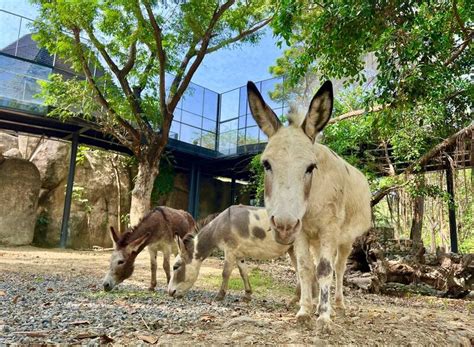 壽山動物園12月中旬再度開園 改造成果搶先看 高雄市 自由時報電子報