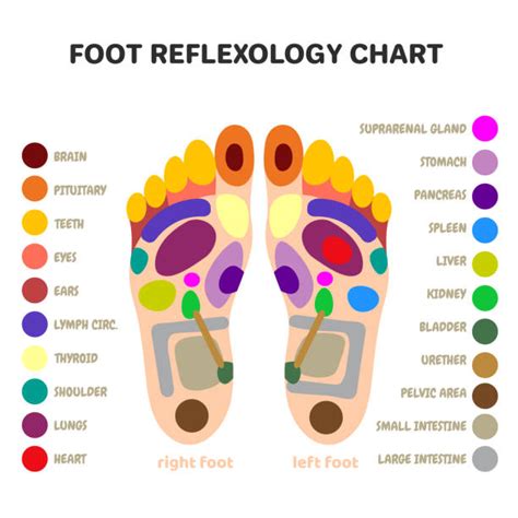 16 800 Reflexologie Plantaire Photos Taleaux Et Images Libre De