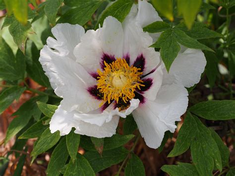 Paeonia TPG 5 2021 Woody Paeonia TPG 5 2021 Woody R Flickr