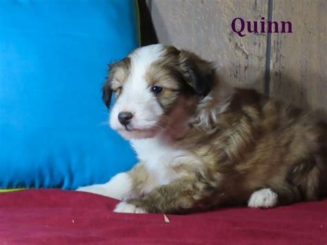 Sheltie Poo puppies | Dogs & Puppies for Rehoming | Kitchener ...